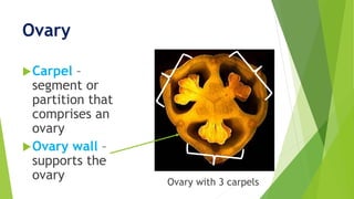 Ovary
Carpel –
segment or
partition that
comprises an
ovary
Ovary wall –
supports the
ovary Ovary with 3 carpels
 