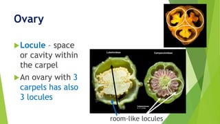 Ovary
Locule – space
or cavity within
the carpel
An ovary with 3
carpels has also
3 locules
room-like locules
 