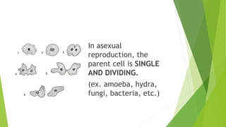 In asexual
reproduction, the
parent cell is SINGLE
AND DIVIDING.
(ex. amoeba, hydra,
fungi, bacteria, etc.)
 