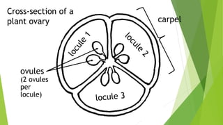 ovules
(2 ovules
per
locule)
Cross-section of a
plant ovary carpel
 