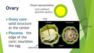 Ovary
Ovary core –
solid structure
at the center
Placenta – the
edge of the
core; nourishes
the egg
core (yellow);
placenta (green)
Visual representation
core
placenta
placenta
core
 