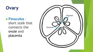 Ovary
Finuculus –
short stalk that
connects the
ovule and
placenta
finiculus
finiculus
 