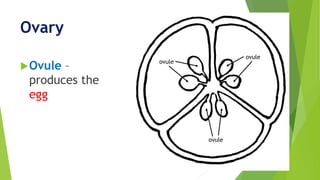 Ovary
Ovule –
produces the
egg
ovule
ovule
ovule
 