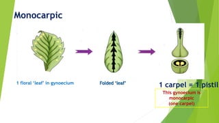 1 floral ‘leaf’ in gynoecium
This gynoecium is
monocarpic
(one carpel)
Folded ‘leaf’
1 carpel = 1 pistil
Monocarpic
 