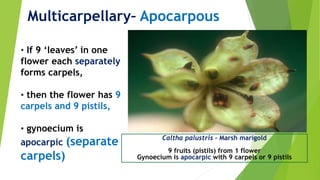 • If 9 ‘leaves’ in one
flower each separately
forms carpels,
• then the flower has 9
carpels and 9 pistils,
• gynoecium is
apocarpic (separate
carpels)
Caltha palustris - Marsh marigold
9 fruits (pistils) from 1 flower
Gynoecium is apocarpic with 9 carpels or 9 pistils
Multicarpellary– Apocarpous
 