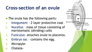Cross-section of an ovule
The ovule has the following parts:
1. Integument - 2 layer protective coat
2. Nucellus – mass of tissue consisting of
meristematic (dividing) cells
3. Funiculus- attaches ovule to placenta.
4. Embryo sac – contains the egg.
5. Micropyle-
6. Chalaza-
 