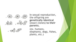 In sexual reproduction,
the offspring are
genetically identical
(exact clones) to their
parents.
(ex. humans,
elephants, dogs, fishes,
plants, etc.)
 