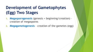 Development of Gametophytes
(Egg) Two Stages
1. Megasporogenesis (genesis = beginning/creation) –
creation of megaspores
2. Megagametogenesis – creation of the gametes (egg)
 