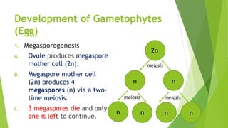 Development of Gametophytes
(Egg)
1. Megasporogenesis
A. Ovule produces megaspore
mother cell (2n).
B. Megaspore mother cell
(2n) produces 4
megaspores (n) via a two-
time meiosis.
C. 3 megaspores die and only
one is left to continue.
2n
n n
meiosis
n n
meiosis
n n
meiosis
 