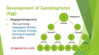 Development of Gametophytes
(Egg)
1. Megagametogenesis
A. The surviving
megaspore divides
via mitosis 3 times,
forming 8 haploid
(n) cells)
n megaspore
n n
n n n n
nnnnnnnn
mitosis
mitosis mitosis
mitosismitosismitosismitosis
8 haploid (n) cells
 