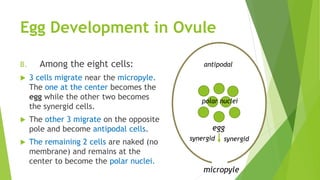 Egg Development in Ovule
B. Among the eight cells:
 3 cells migrate near the micropyle.
The one at the center becomes the
egg while the other two becomes
the synergid cells.
 The other 3 migrate on the opposite
pole and become antipodal cells.
 The remaining 2 cells are naked (no
membrane) and remains at the
center to become the polar nuclei.
micropyle
egg
synergidsynergid
antipodal
polar nuclei
 