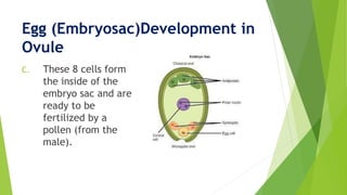 Egg (Embryosac)Development in
Ovule
C. These 8 cells form
the inside of the
embryo sac and are
ready to be
fertilized by a
pollen (from the
male).
 