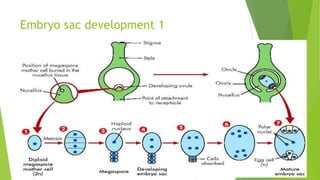 67
Embryo sac development 1
 