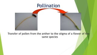Pollination
Transfer of pollen from the anther to the stigma of a flower of the
same species
 