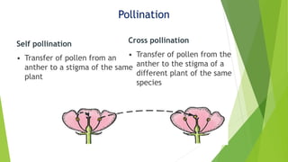 Pollination
Self pollination
• Transfer of pollen from an
anther to a stigma of the same
plant
Cross pollination
• Transfer of pollen from the
anther to the stigma of a
different plant of the same
species
 