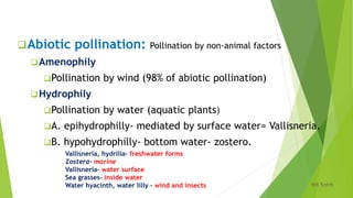 Abiotic pollination: Pollination by non-animal factors
Amenophily
Pollination by wind (98% of abiotic pollination)
Hydrophily
Pollination by water (aquatic plants)
A. epihydrophilly- mediated by surface water= Vallisneria.
B. hypohydrophilly- bottom water- zostero.
Pollination
Vallisneria, hydrilla- freshwater forms
Zostera- marine
Vallisneria- water surface
Sea grasses- inside water
Water hyacinth, water lilly – wind and insects
 