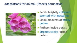 Petals brightly coloured,
scented with nectaries
Small amounts of sticky
pollen
Anthers inside petals
Stigmas sticky, inside
petals
Adaptations for animal (insect) pollination
 