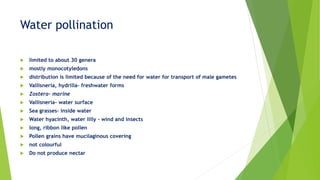  limited to about 30 genera
 mostly monocotyledons
 distribution is limited because of the need for water for transport of male gametes
 Vallisneria, hydrilla- freshwater forms
 Zostera- marine
 Vallisneria- water surface
 Sea grasses- inside water
 Water hyacinth, water lilly – wind and insects
 long, ribbon like pollen
 Pollen grains have mucilaginous covering
 not colourful
 Do not produce nectar
Water pollination
 