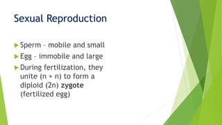 Sexual Reproduction
 Sperm – mobile and small
 Egg – immobile and large
 During fertilization, they
unite (n + n) to form a
diploid (2n) zygote
(fertilized egg)
 
