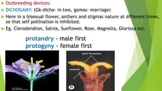  Outbreeding devices:
 DICHOGAMY: (Gk-dicha- in two, gamos- marriage)
 Here in a bisexual flower, anthers and stigmas nature at different times,
so that self pollination is inhibited.
 Eg. Clerodendron, Salvia, Sunflower, Rose, Magnolia, Gloriosa etc.
protandry - male first
protogyny - female first
 