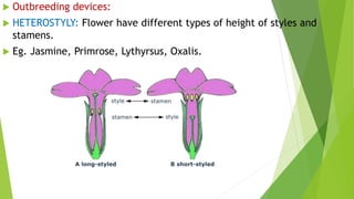  Outbreeding devices:
 HETEROSTYLY: Flower have different types of height of styles and
stamens.
 Eg. Jasmine, Primrose, Lythyrsus, Oxalis.
 