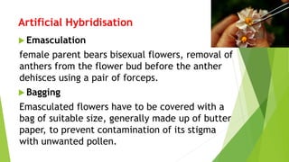  Emasculation
female parent bears bisexual flowers, removal of
anthers from the flower bud before the anther
dehisces using a pair of forceps.
 Bagging
Emasculated flowers have to be covered with a
bag of suitable size, generally made up of butter
paper, to prevent contamination of its stigma
with unwanted pollen.
Artificial Hybridisation
 