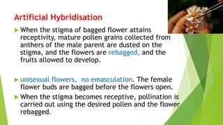  When the stigma of bagged flower attains
receptivity, mature pollen grains collected from
anthers of the male parent are dusted on the
stigma, and the flowers are rebagged, and the
fruits allowed to develop.
 unisexual flowers, no emasculation. The female
flower buds are bagged before the flowers open.
 When the stigma becomes receptive, pollination is
carried out using the desired pollen and the flower
rebagged.
Artificial Hybridisation
 