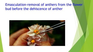 Emasculation-removal of anthers from the flower
bud before the dehiscence of anther
 
