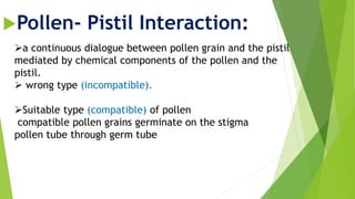 Pollen- Pistil Interaction:
a continuous dialogue between pollen grain and the pistil
mediated by chemical components of the pollen and the
pistil.
 wrong type (incompatible).
Suitable type (compatible) of pollen
compatible pollen grains germinate on the stigma
pollen tube through germ tube
 