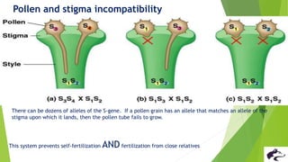 Pollen Incompatibility Pre fertilization structures in plants.. (Flower structure and male and ...