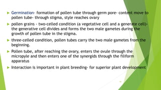94
 Germination- formation of pollen tube through germ pore- content move to
pollen tube- through stigma, style reaches ovary
 pollen grains - two-celled condition (a vegetative cell and a generate cell)-
the generative cell divides and forms the two male gametes during the
growth of pollen tube in the stigma.
 three-celled condition, pollen tubes carry the two male gametes from the
beginning.
 Pollen tube, after reaching the ovary, enters the ovule through the
micropyle and then enters one of the synergids through the filiform
apparatus
 Interaction is important in plant breeding- for superior plant development
 