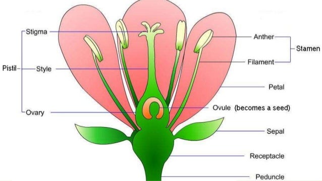 Pre fertilization structures in plants.. (Flower structure and male a…