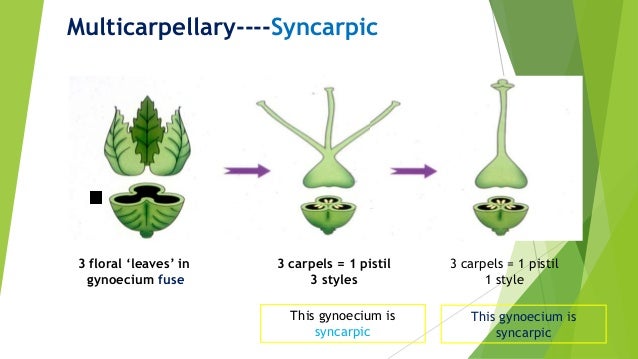 Pre fertilization structures in plants.. (Flower structure and male a… Pre fertilization structures in plants.. (Flower structure and male a…
