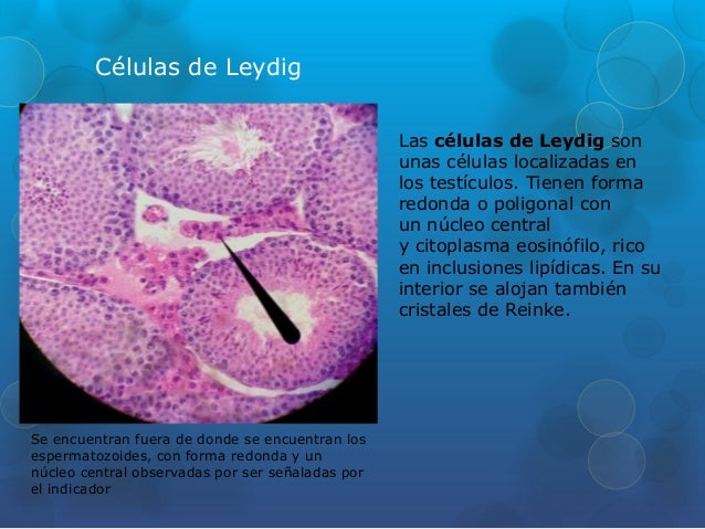 Histologia