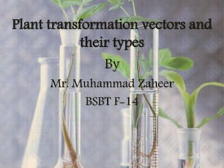 Plant transformation vectors and
their types
By
Mr. Muhammad Zaheer
BSBT F-14
 