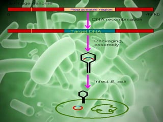 Vector Cell Example vector and its types | PPTX