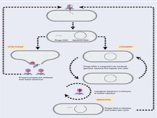 vector and its types | PPTX