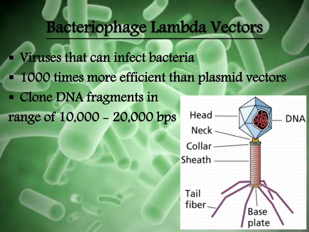 vector and its types