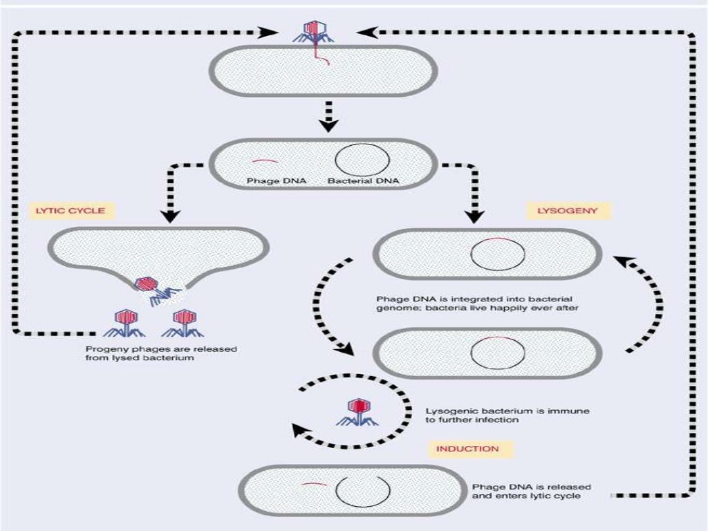vector and its types