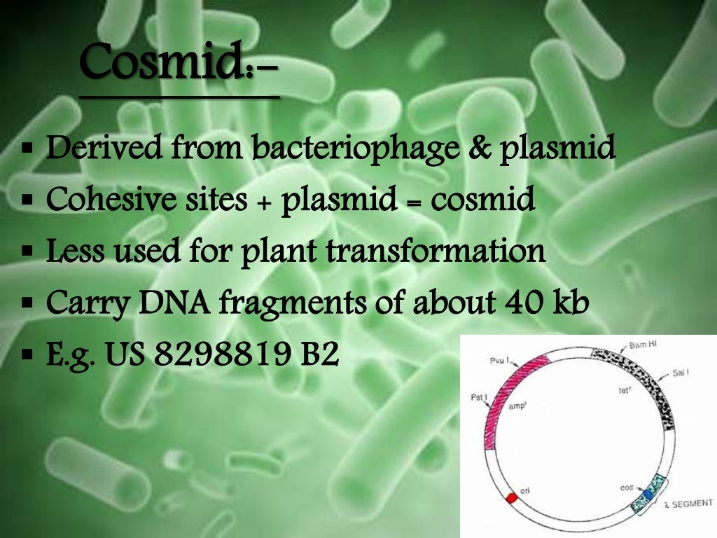vector and its types