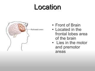Location Front of Brain Located in the frontal lobes area of the brain   Lies in the motor  and premotor areas 