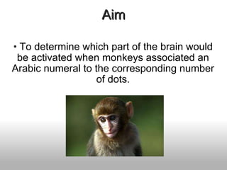 Aim   To determine which part of the brain would be activated when monkeys associated an Arabic numeral to the corresponding number of dots. 