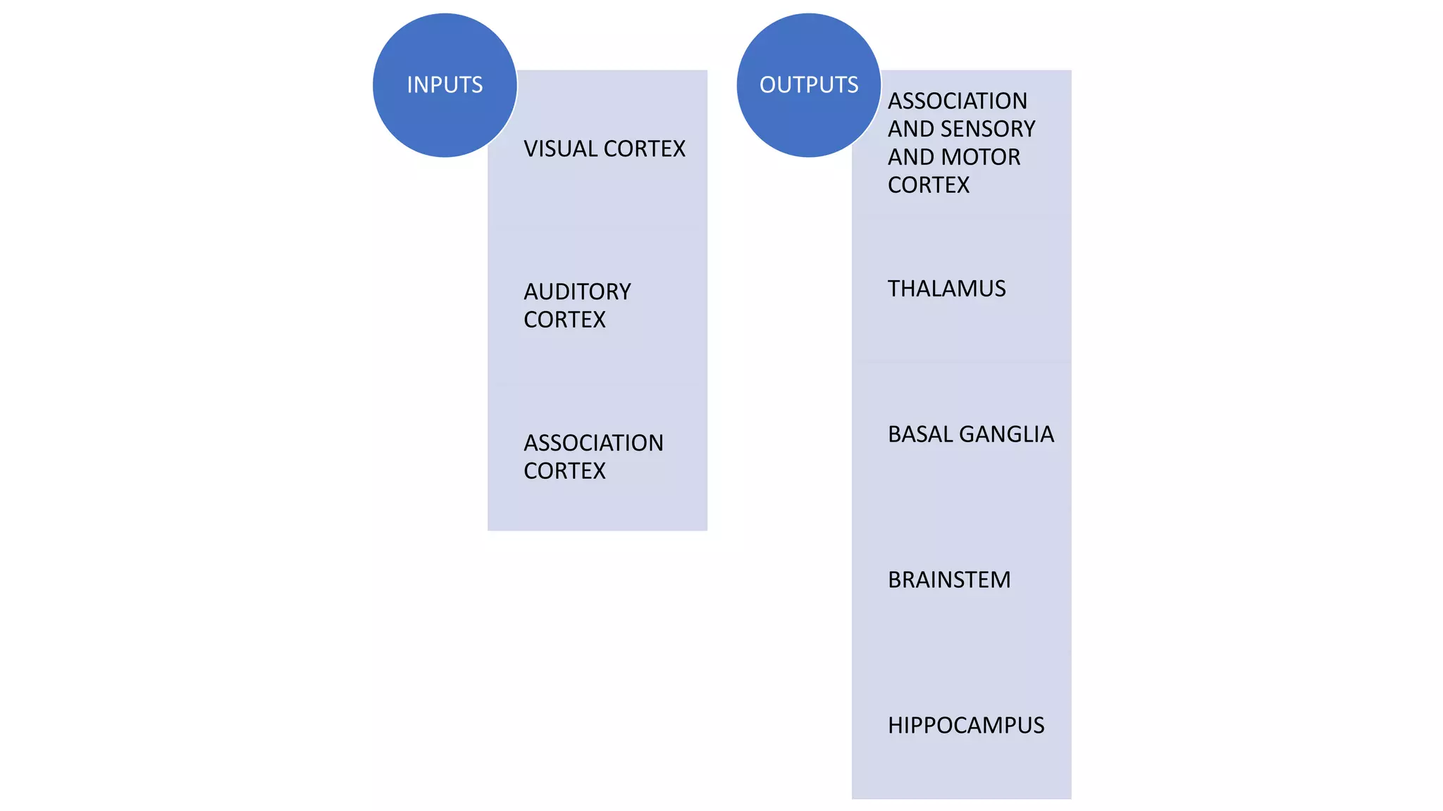 VISUAL CORTEX
AUDITORY
CORTEX
ASSOCIATION
CORTEX
INPUTS
ASSOCIATION
AND SENSORY
AND MOTOR
CORTEX
THALAMUS
BASAL GANGLIA
BRAINSTEM
HIPPOCAMPUS
OUTPUTS
 