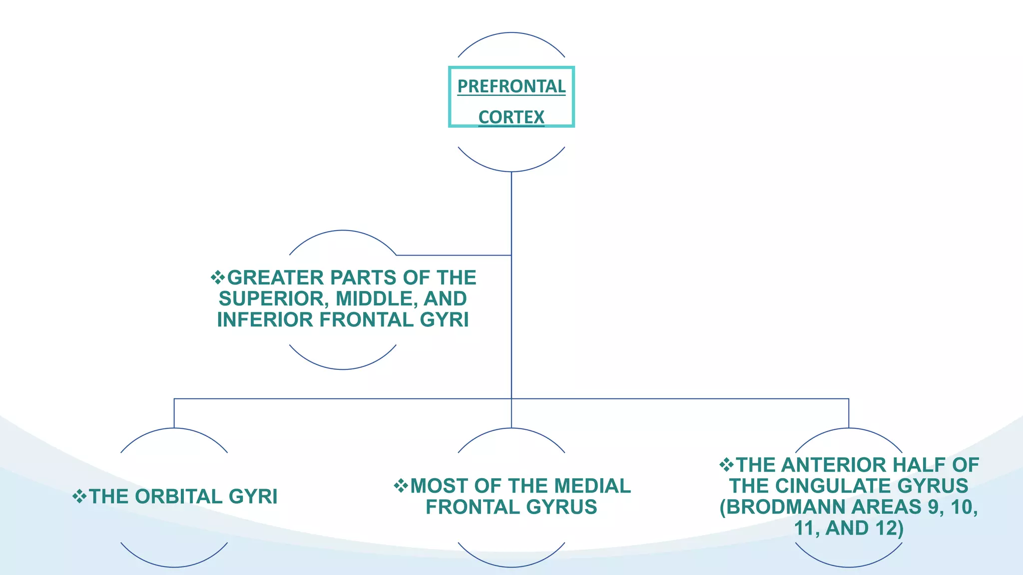 PREFRONTAL
CORTEX
THE ORBITAL GYRI
MOST OF THE MEDIAL
FRONTAL GYRUS
THE ANTERIOR HALF OF
THE CINGULATE GYRUS
(BRODMANN AREAS 9, 10,
11, AND 12)
GREATER PARTS OF THE
SUPERIOR, MIDDLE, AND
INFERIOR FRONTAL GYRI
 