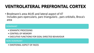 VENTROLATERAL PREFRONTAL CORTEX
• Brodmann’s area 44,45 and lateral aspect of 47
Includes pars opercularis, pars triangularis , pars orbitalis, Broca’s
area
DOMINANT
• SEMANTIC PROCESSING
• CONTROL OF MEMORY
• EXECUTIVE FUNCTIONS FOR GOAL DIRECTED BEHAVIOUR
NON DOMINANT
• EMOTIONAL ASPECT OF FACES
 