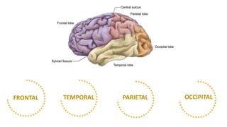 FRONTAL TEMPORAL PARIETAL OCCIPITAL
 