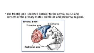 • The frontal lobe is located anterior to the central sulcus and
consists of the primary motor, premotor, and prefrontal regions.
 