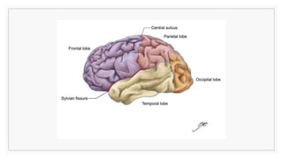 Prefrontal Cortex Worksheet Prefrontal Cortex (2).pptx