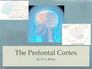 The Prefontal Cortex
By Celia Bottger
 
