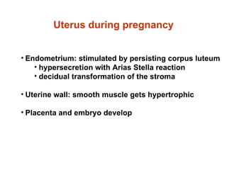 Uterus during pregnancy Endometrium: stimulated by persisting corpus luteum hypersecretion with Arias Stella reaction decidual transformation of the stroma Uterine wall: smooth muscle gets hypertrophic Placenta and embryo develop